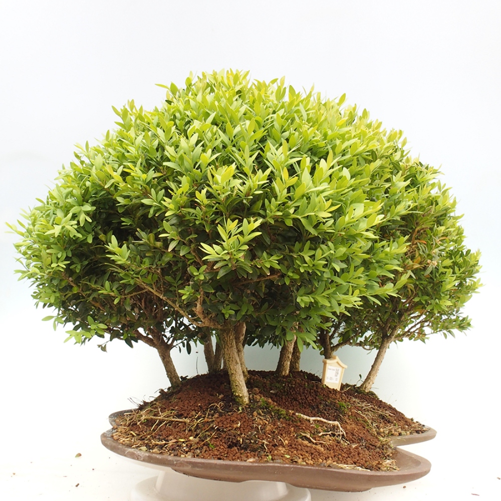 Outdoor-Bonsai - Buxus sempervirens - Buchsbaum