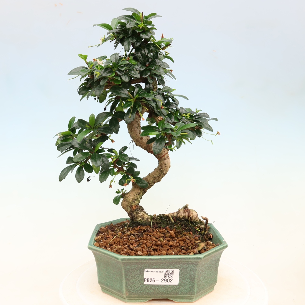 Zimmer-Bonsai - Carmona macrophylla - Tee-Fuki