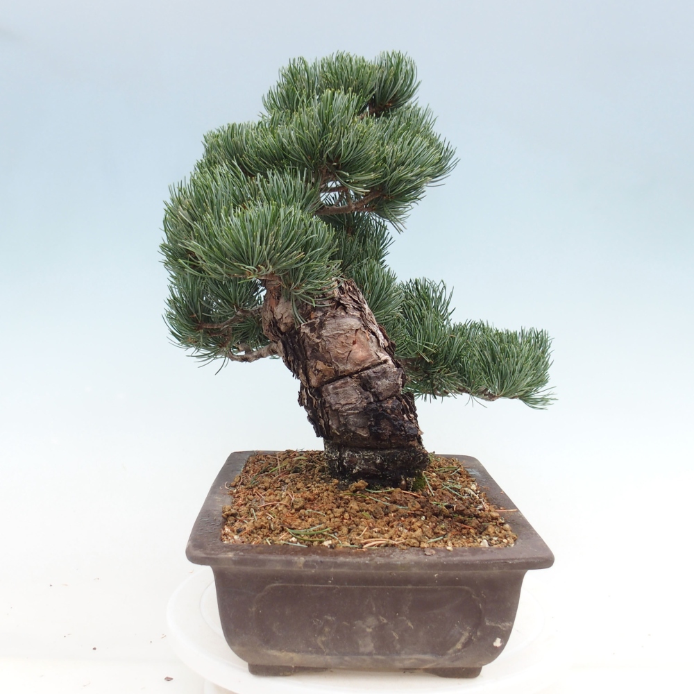 Bonsai im Freien - Pinus parviflora - kleine Kiefer