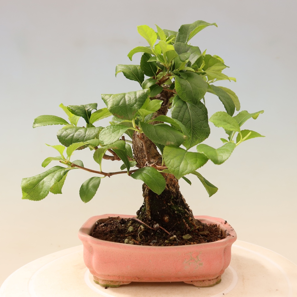 Bonsai für draußen - Celastrus orbiculatus