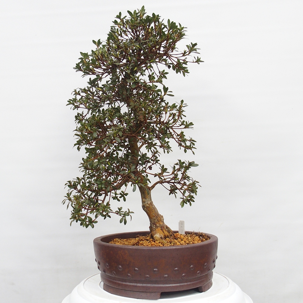 Bonsai für draußen - Japanische Azalee - Azalee Akari