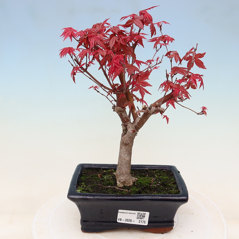 Bonsai für draußen - Acer palmatum DESHOJO