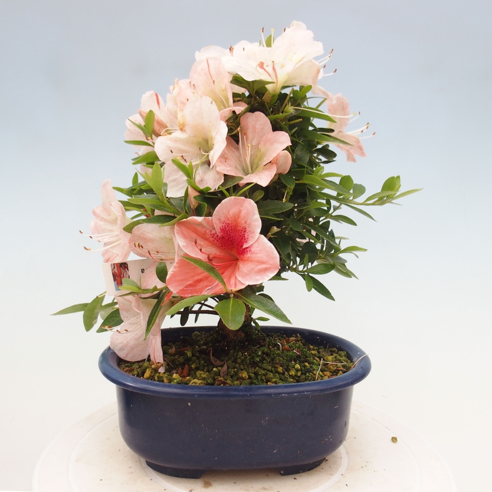 Bonsai im Freien - Japanische Azalee - Azalea Asazakura