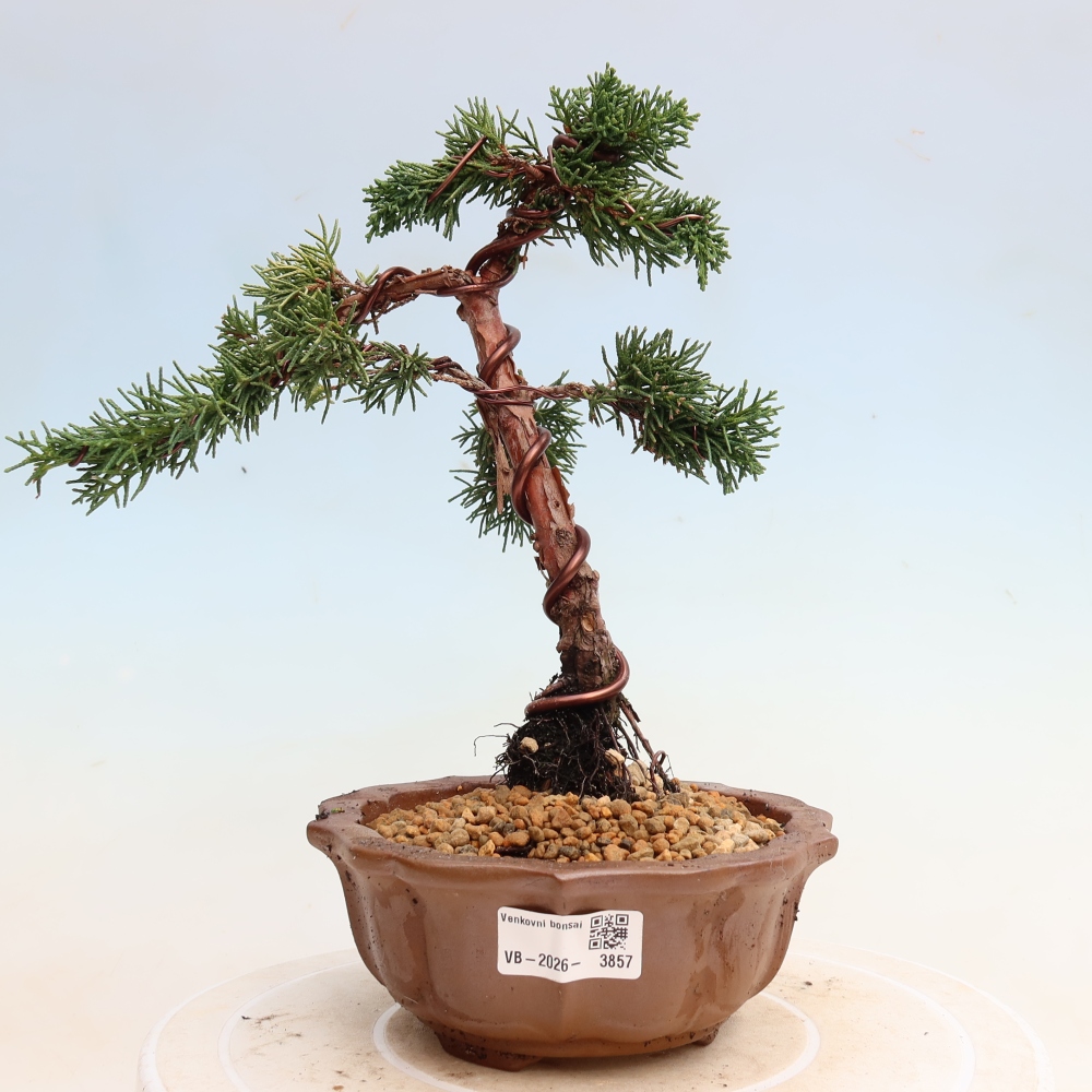 Bonsai für draußen - Juniperus chinensis Kishu