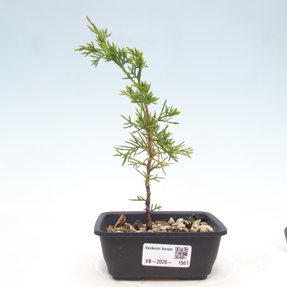 Bonsai für draußen - Juniperus chinensis Itoigawa