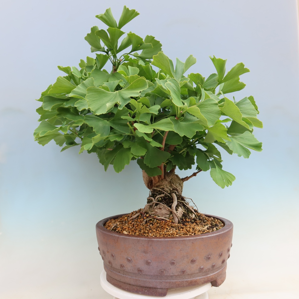 Bonsai für draußen - Ginkgo biloba - Ginkgo biloba