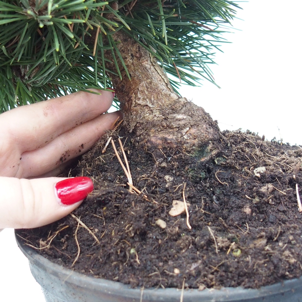 Bonsai für draußen - Pinus thunbergii senjyumaru - Thunberg-Kiefer
