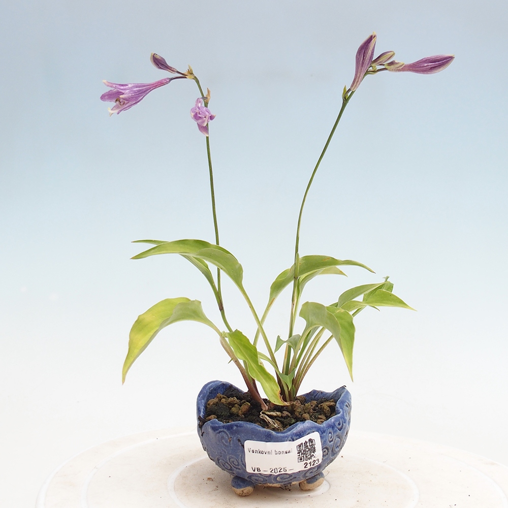 Bonsai im Freien - Mini Hosta - Göttin
