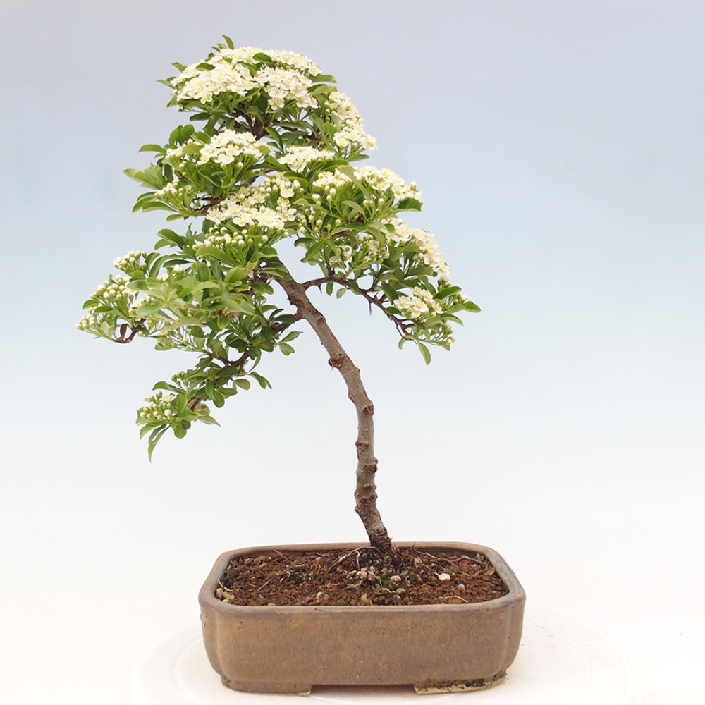 Outdoor Bonsai-Pyracanta Teton -Bäckerei