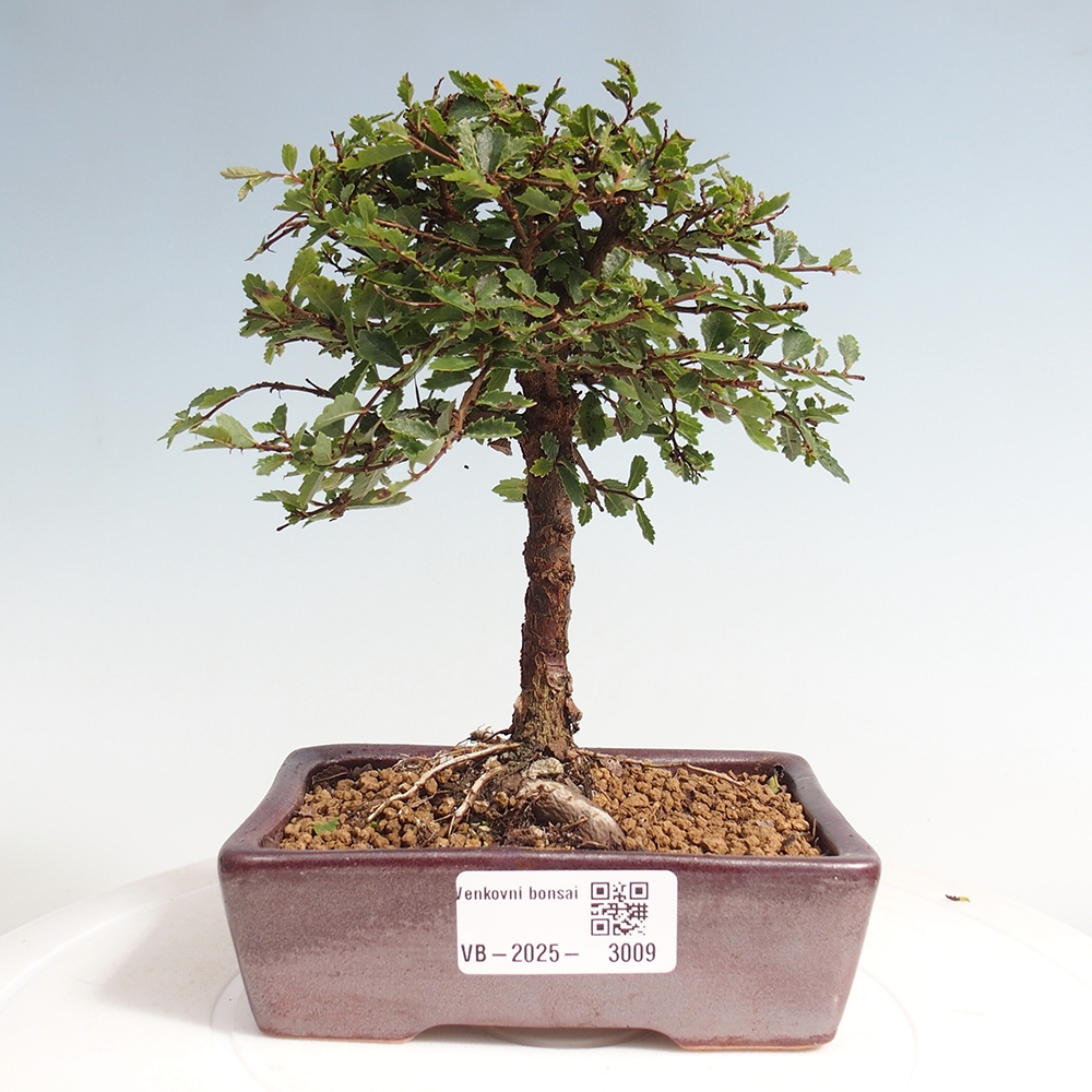 Bonsai im Freien - Ulmus parvifolia Sagei - Kleinblättrige Ulme