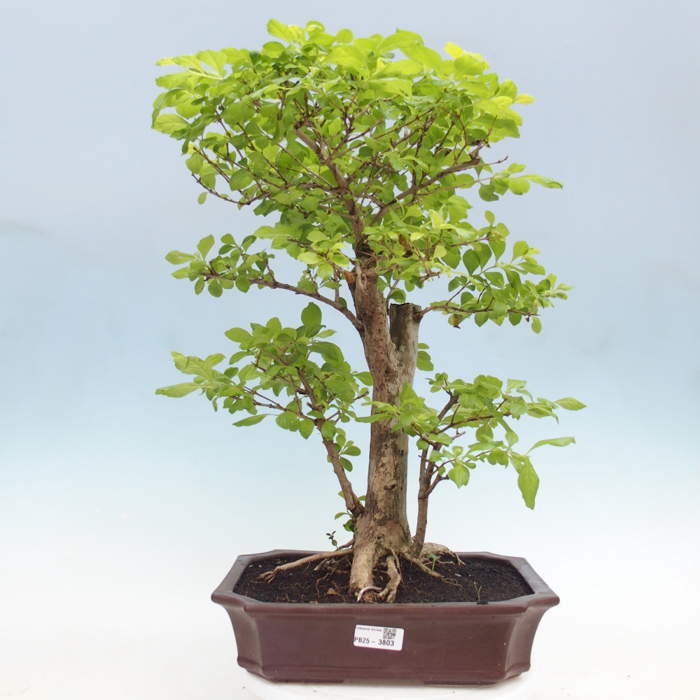 Zimmerbonsai - Duranta erecta Aurea