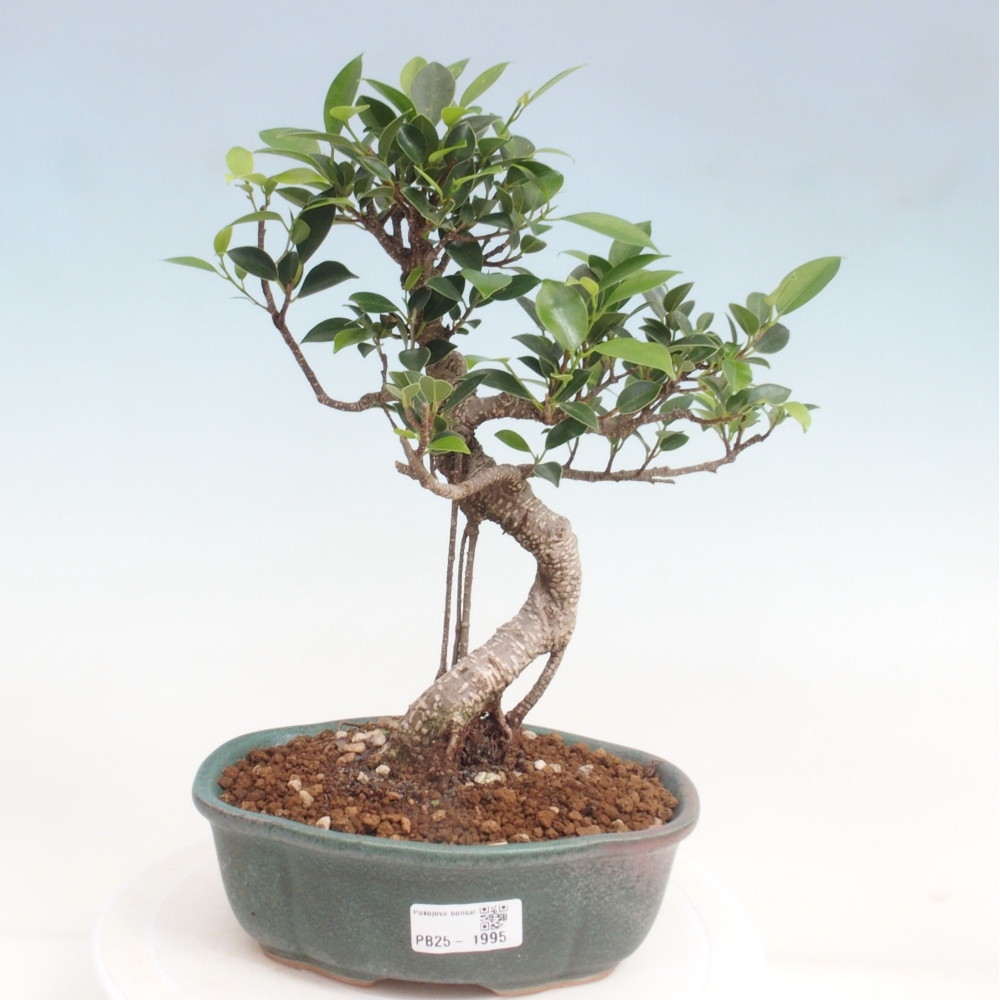 Indoor-Bonsai - Ficus retusa - kleiner Ficus