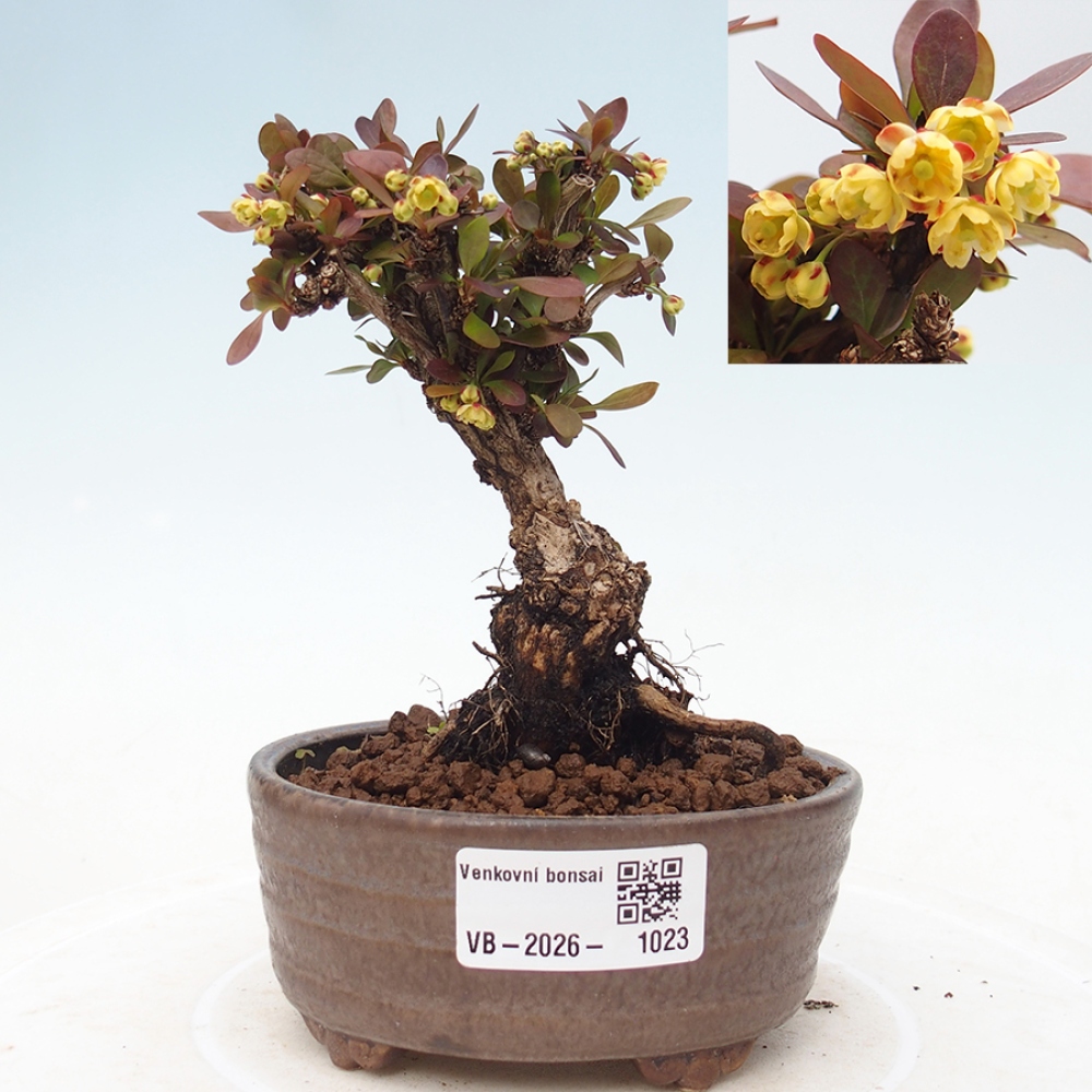 Bonsai für draußen - Berberis Thunbergii Bagatelle