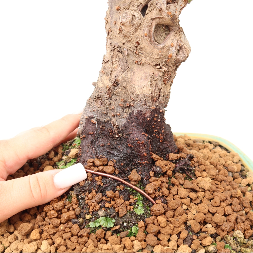 Bonsai für den Außenbereich – Japanischer Aprikosenbaum – Prunus Mume