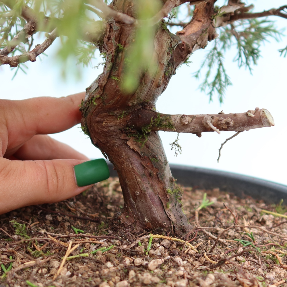 Bonsai für draußen - Juniperus chinensis Itoigawa-Juniperus chinensis