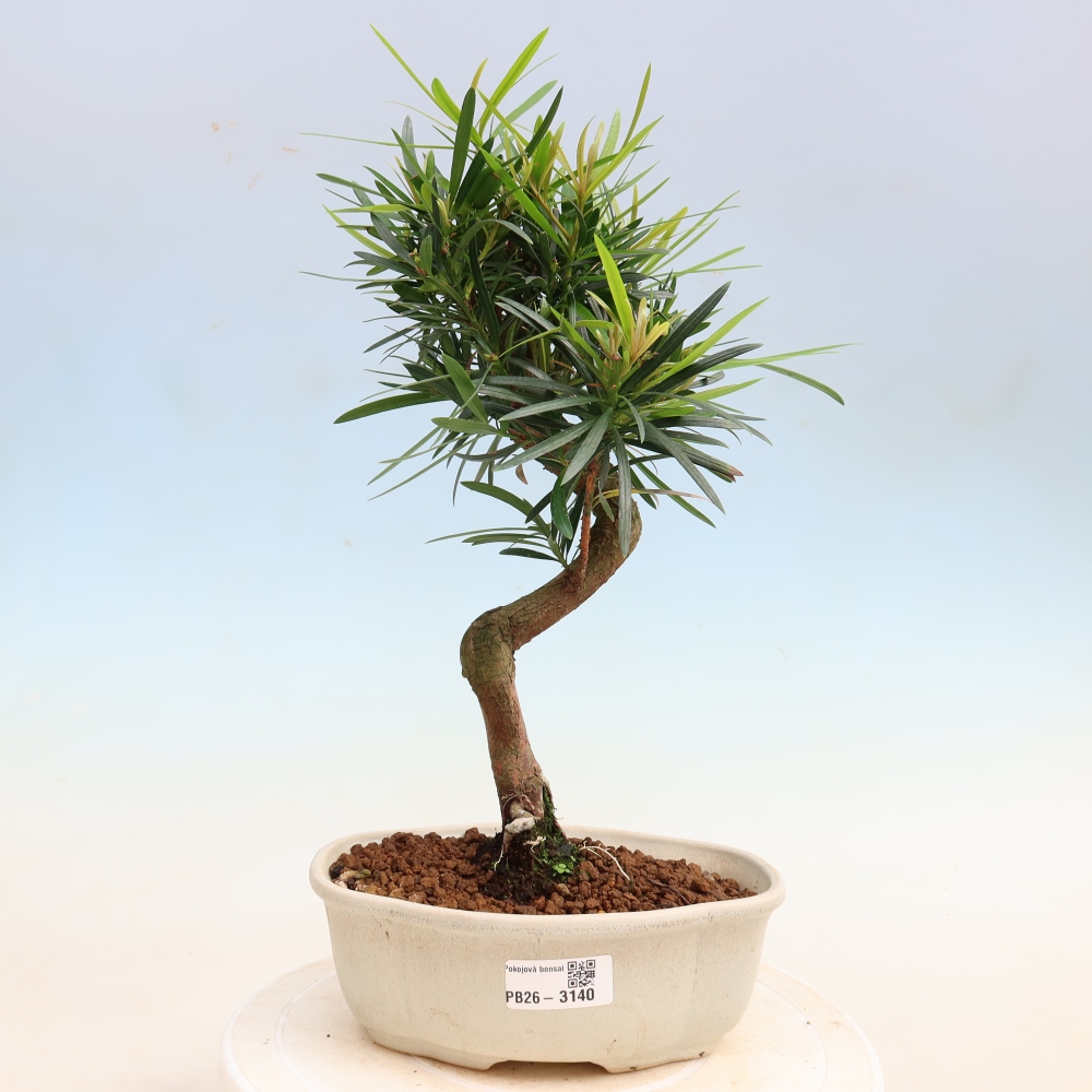 Zimmerbonsai - Podocarpus - Stein-Eibe