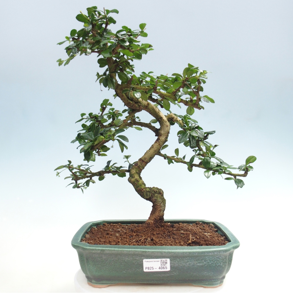 Zimmer-Bonsai - Carmona macrophylla - Tee-Fuki