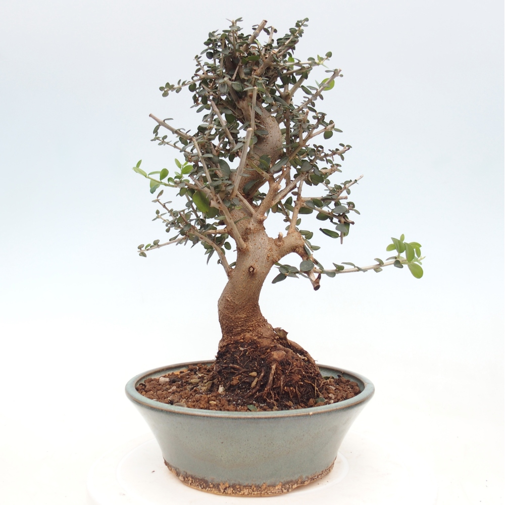 Zimmerbonsai - Olea europaea sylvestris