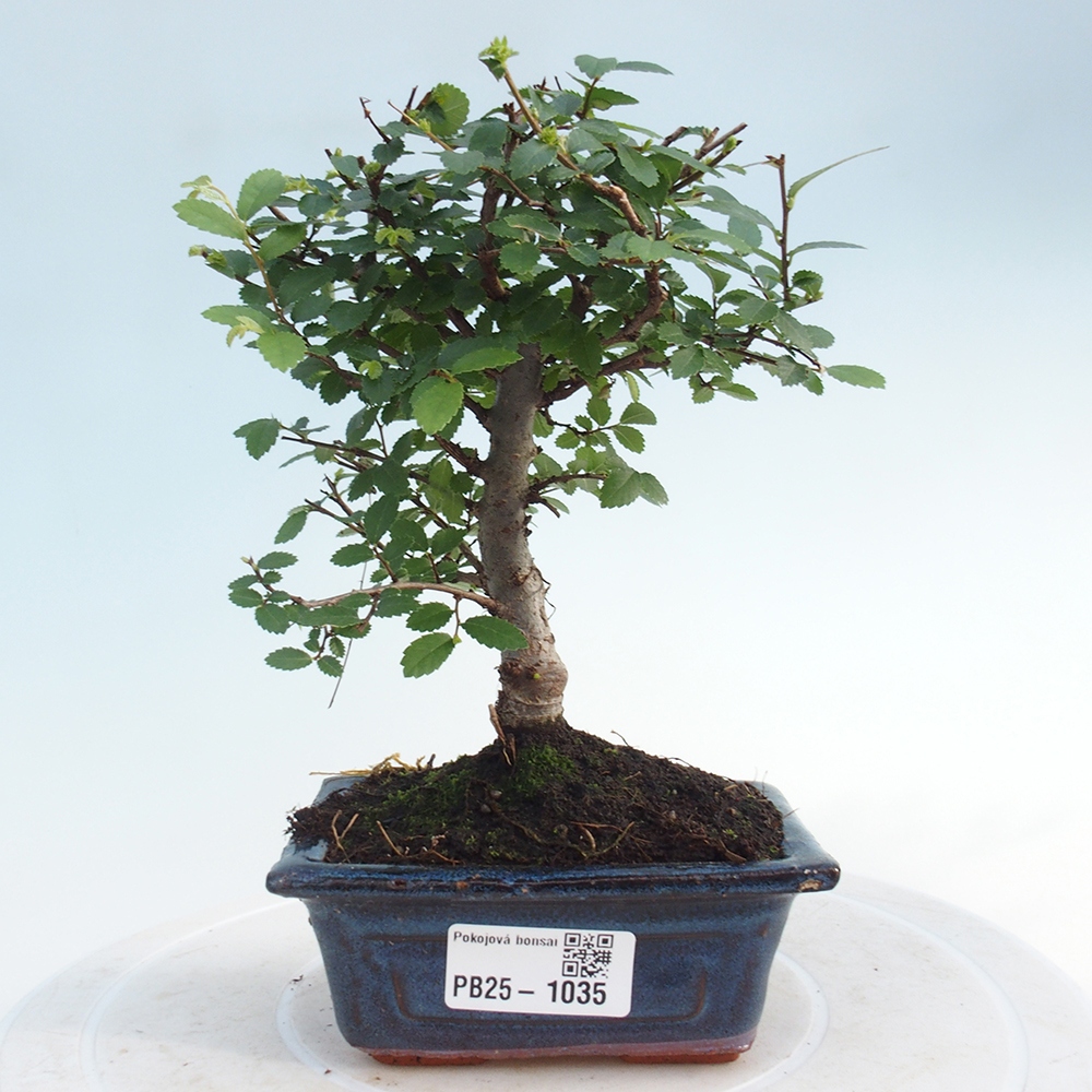 Zimmerbonsai - Ulmus parvifolia - Kleinblättrige Ulme