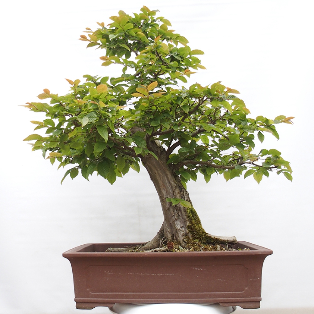 Bonsai im Freien - Hainbuche - Carpinus betulus