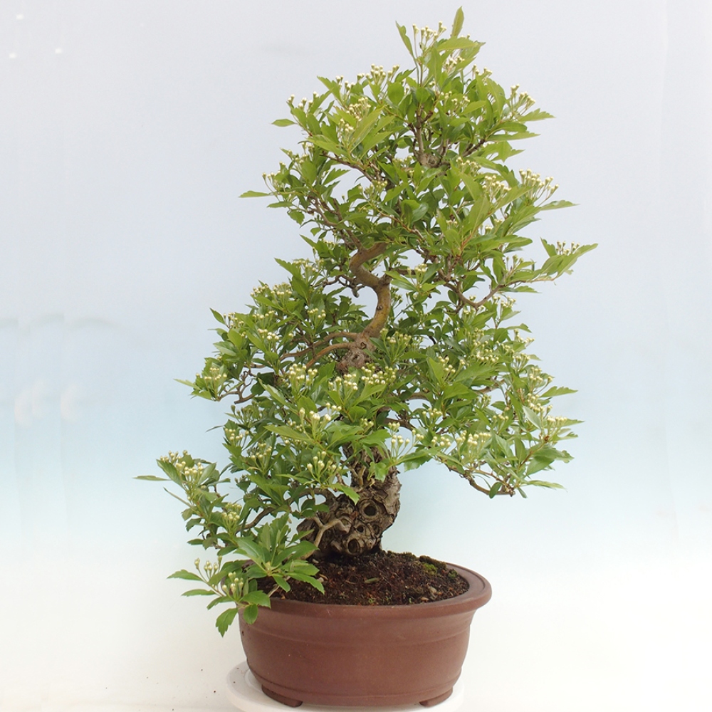 Bonsai im Freien - Weißdorn - Crataegus cuneata