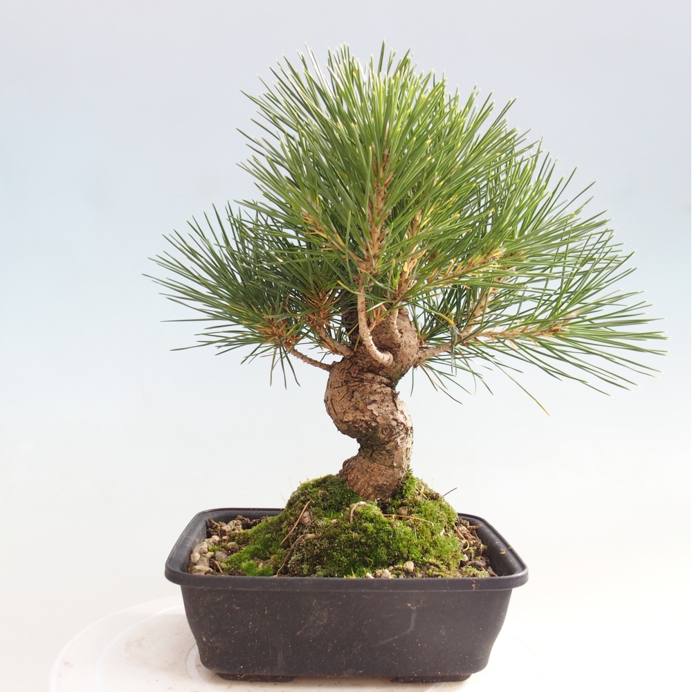 Bonsai für draußen - Pinus thunbergii - Thunberg-Kiefer