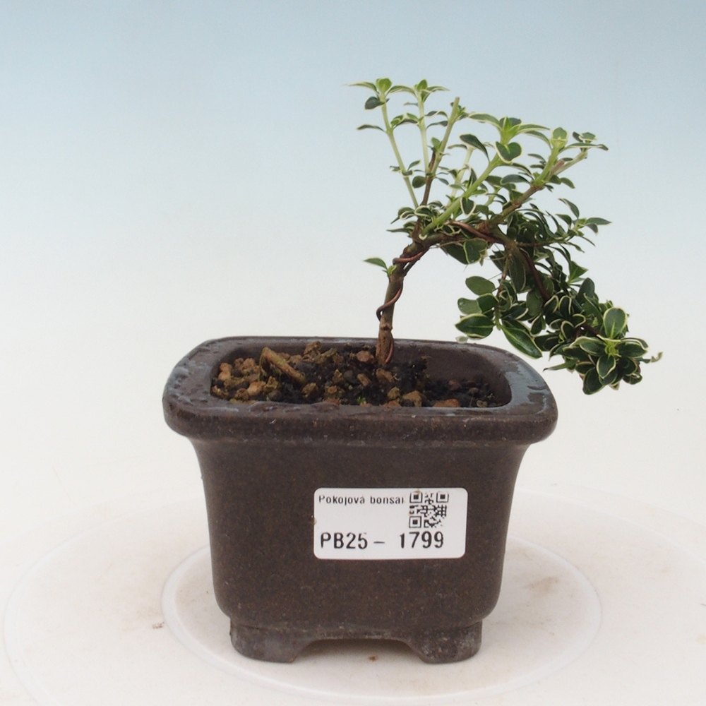 Zimmerbonsai - Serissa foetida Variegata - Baum der tausend Sterne
