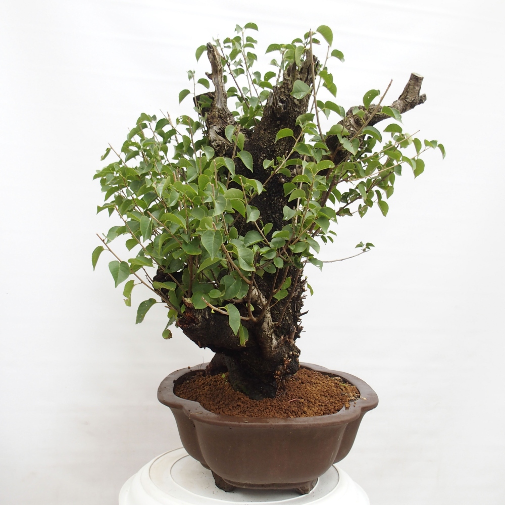 Bonsai im Freien - Mahalebka - Prunus mahaleb