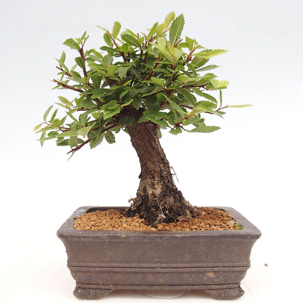 Bonsai im Freien - Zelkova - Zelkova NIRE