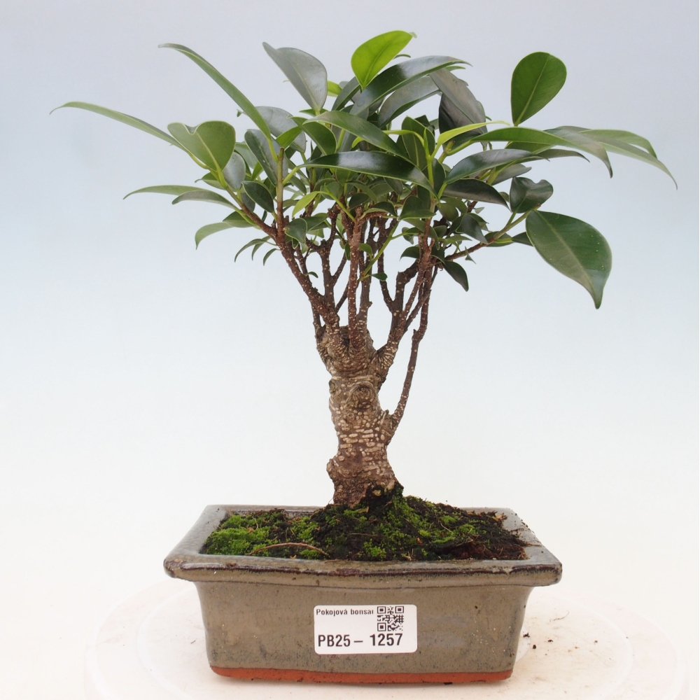 Zimmerbonsai - Ficus retusa - kleinblättriger Ficus