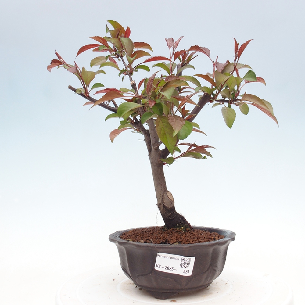 Freilandbonsai - Malus Domestica - Kleinfruchtiger rotblättriger Apfelbaum