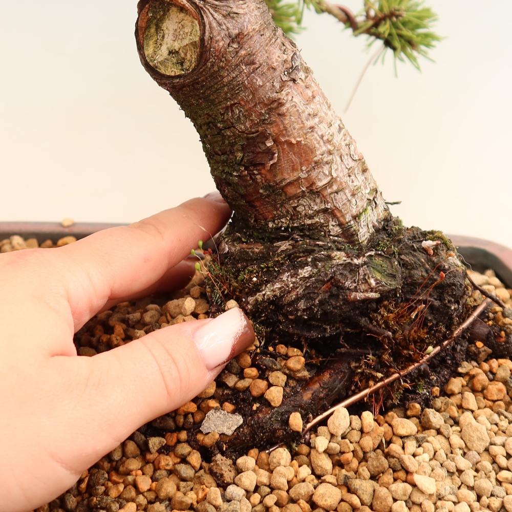 Bonsai für den Außenbereich – Pinus mugo Humpy – Zwergkiefer