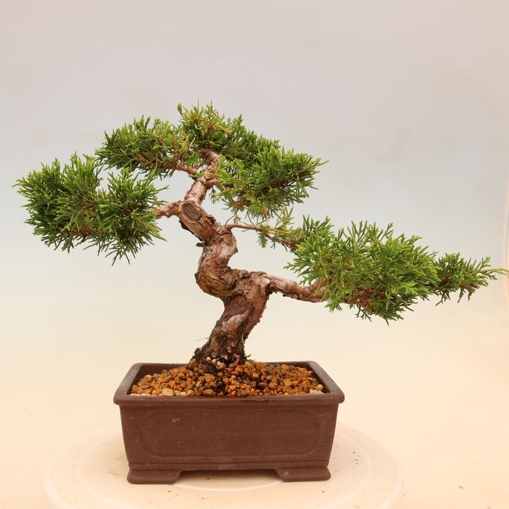 Bonsai für draußen - Juniperus chinensis Itoigawa