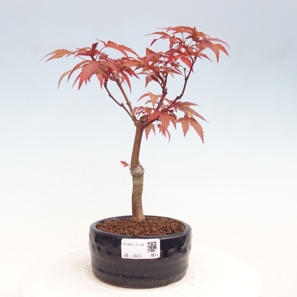 Bonsai im Freien - Acer-Palme. Atropurpureum-Palmenblatt-Ahorn