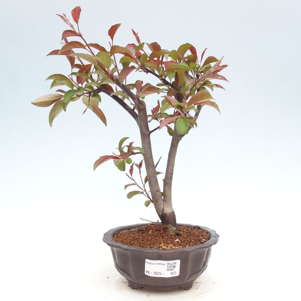 Freilandbonsai - Malus Domestica - Kleinfruchtiger rotblättriger Apfelbaum