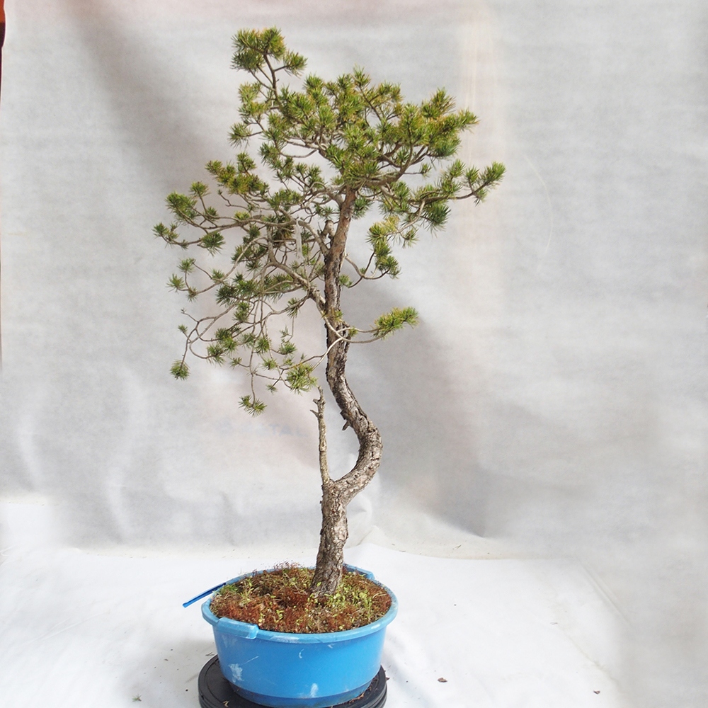 Yamadori - Pinus sylvestris 