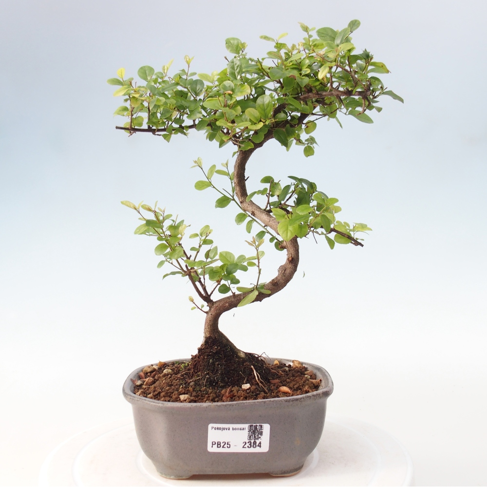 Zimmerbonsai - Sagerécie thea - Sagerécie thea