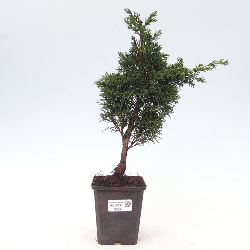 Outdoor-Bonsai - Juniperus chinensis Kishu - Chinesischer Wacholder