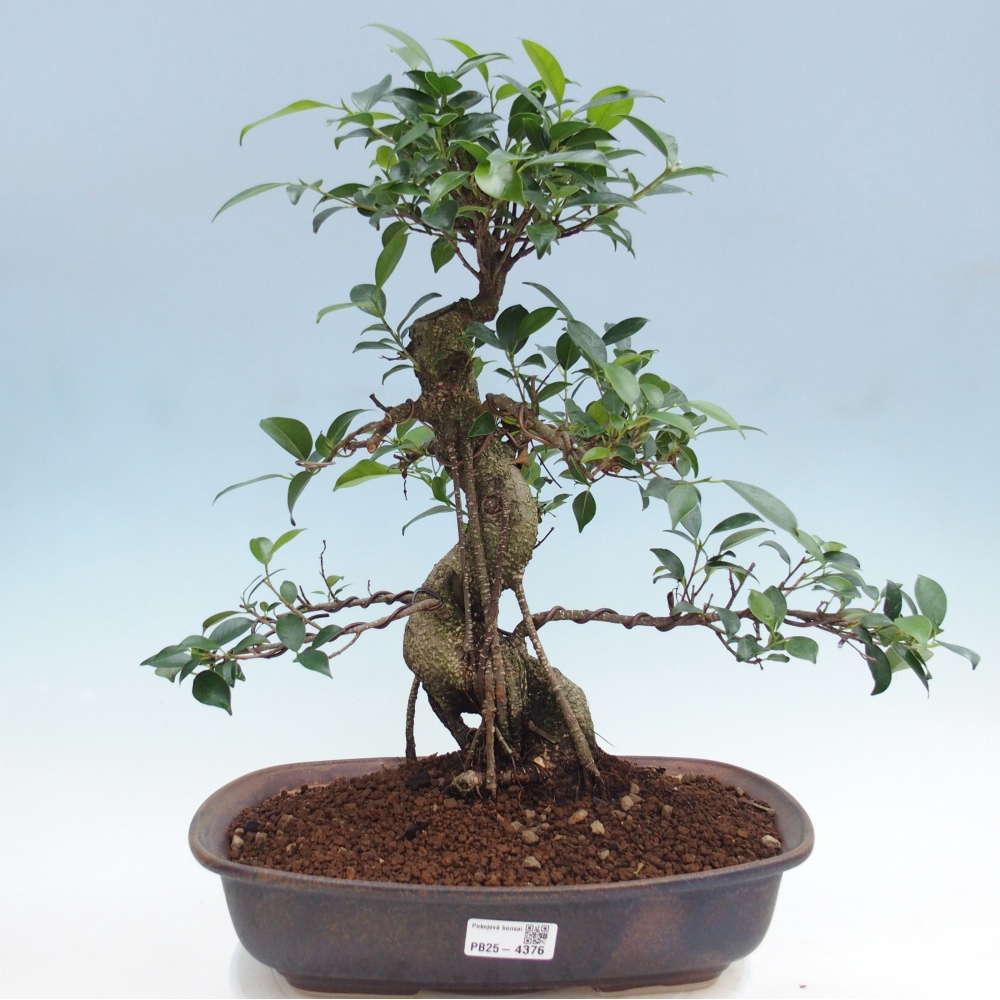 Zimmerbonsai - Ficus retusa - Kleinblättriger Ficus
