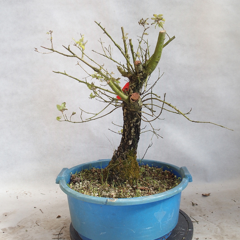 Freilandbonsai Quercus Cerris - Eiche Cer