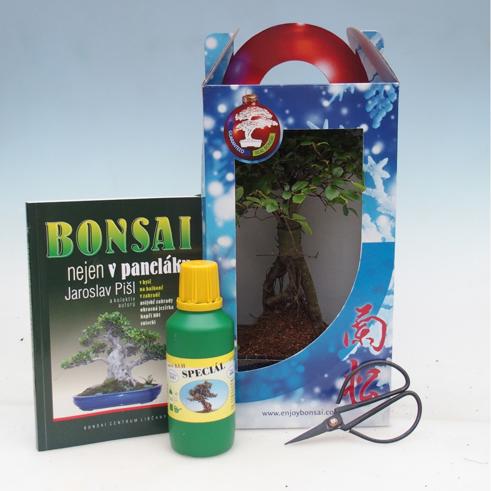 Ulmus parvifolia - Chinesische Ulme