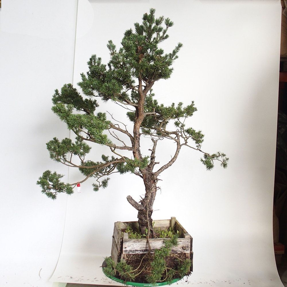 Yamadori - Pinus sylvestris Spanien