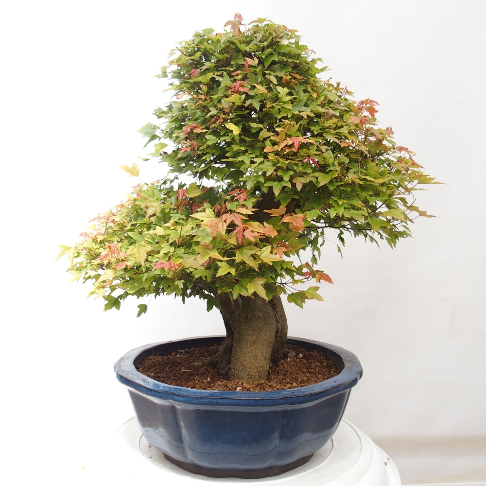 Bonsai im Freien - Ahorn Buergerianum - Burger Maple