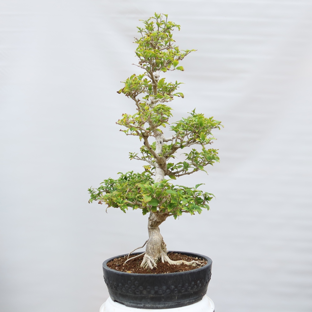 Bonsai für den Außenbereich – Hibiscus syriacus – Syrischer Hibiskus