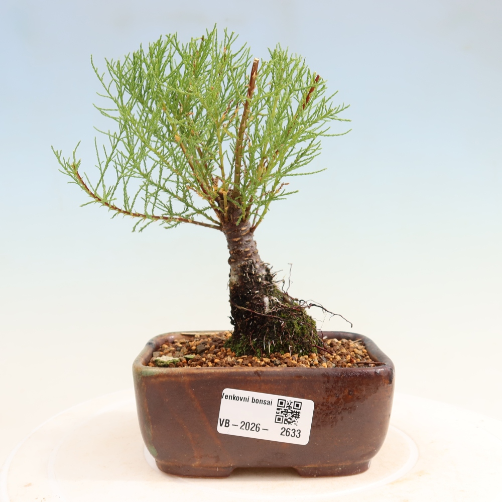 Bonsai für draußen - Tamariske - Tamarix