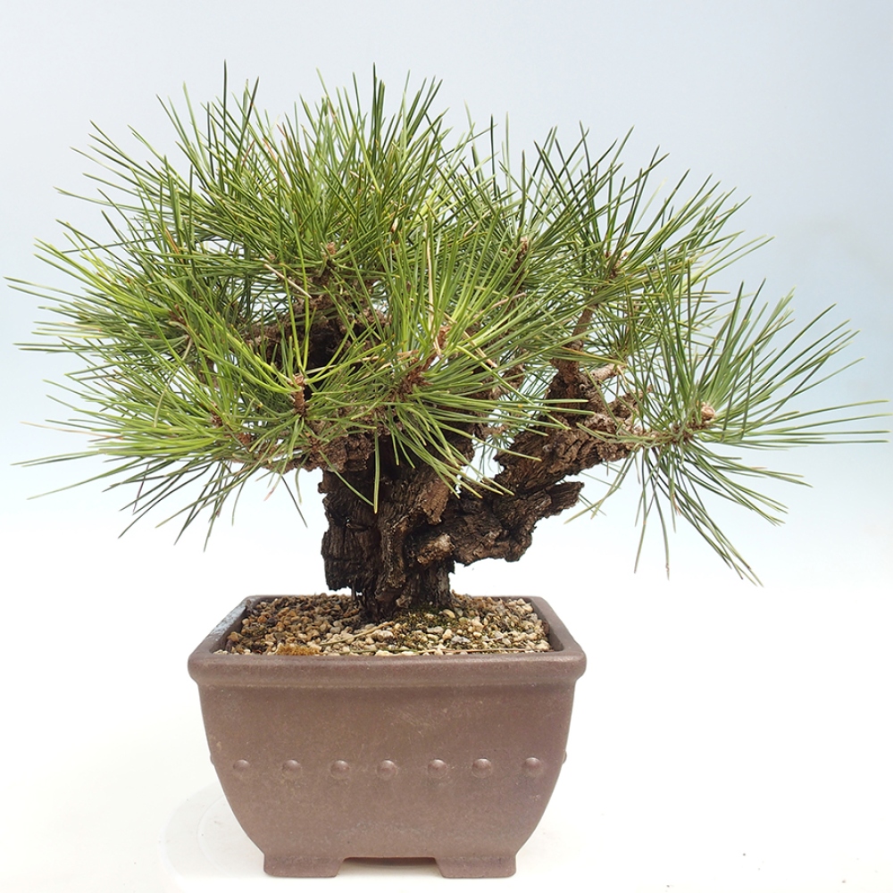 Bonsai für draußen - Pinus thunbergii - Thunberg-Kiefer
