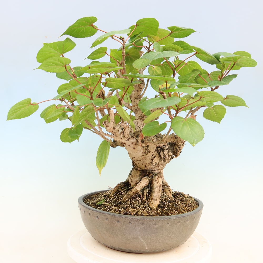 Zimmerbonsai - Hibiscus tiliaceus - Meeres-Hibiskus