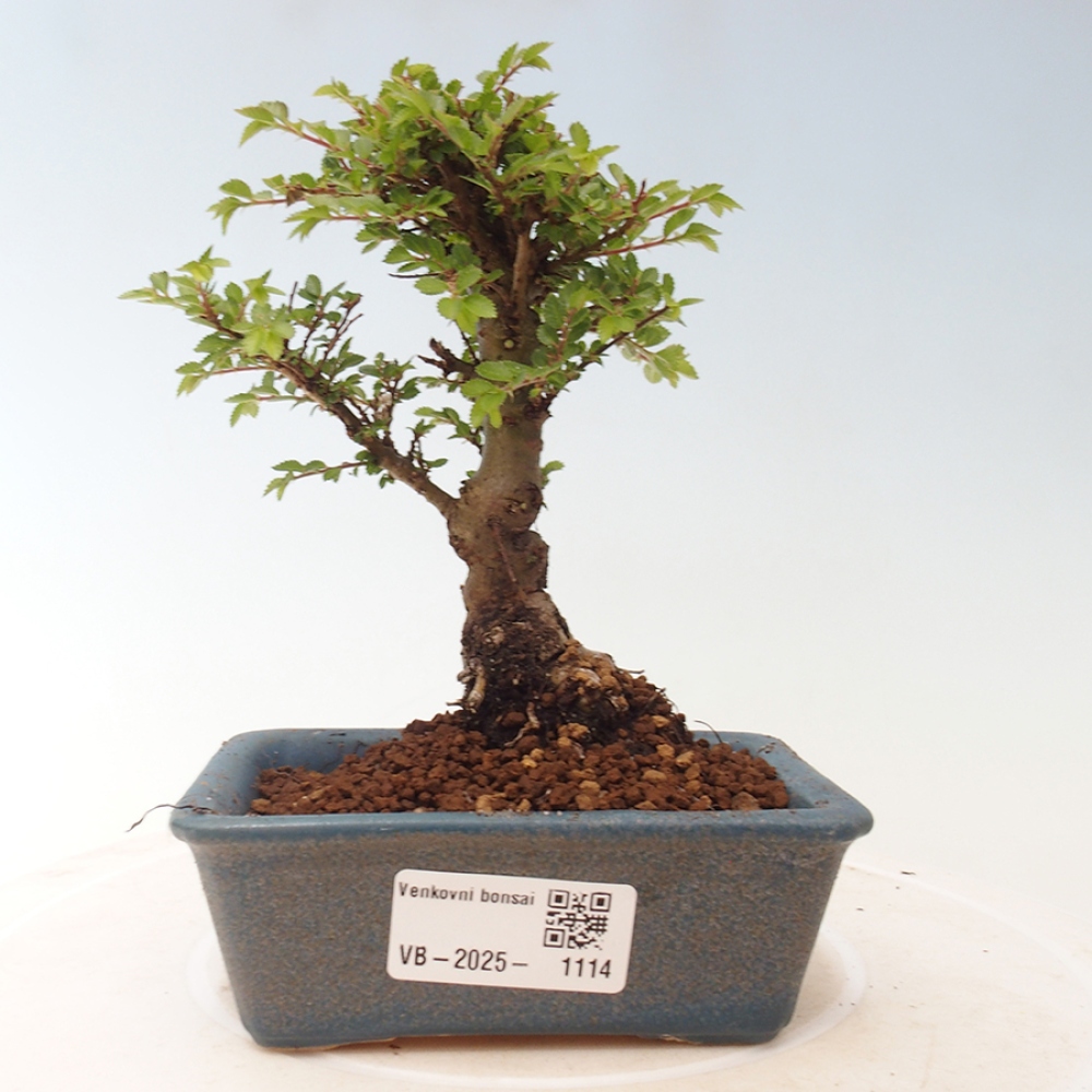Bonsai im Freien - Ulmus parvifolia Sagei - Kleinblättrige Ulme