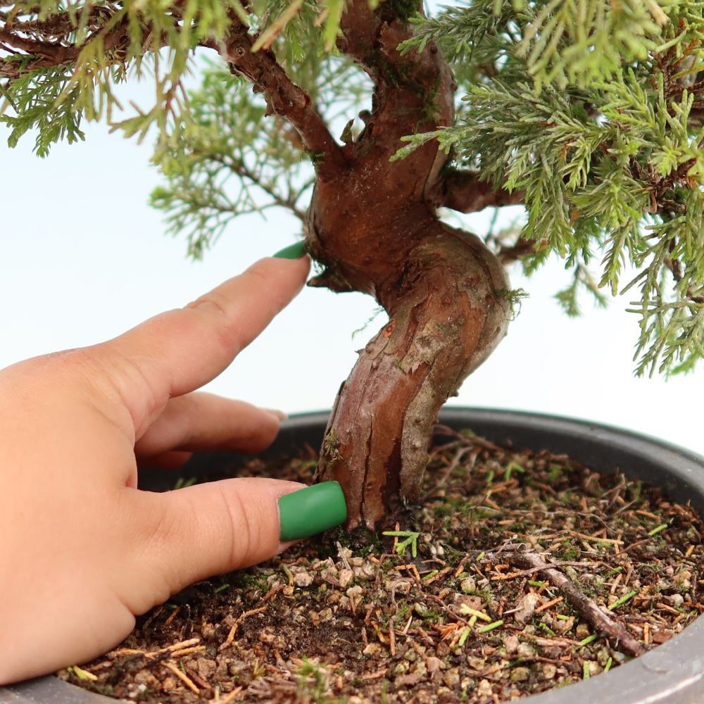 Bonsai für draußen - Juniperus chinensis Itoigawa-Juniperus chinensis