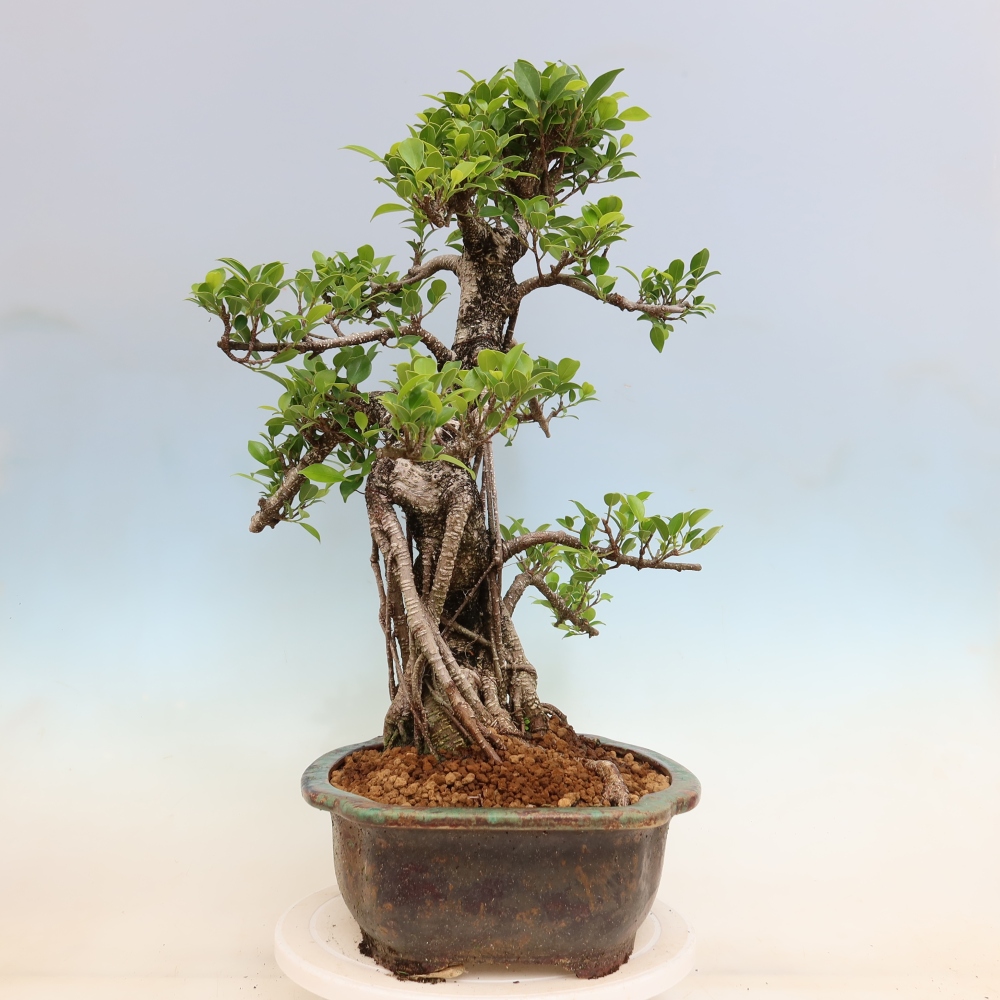 Zimmerbonsai - Ficus kimmen - Kleinblättriger Ficus